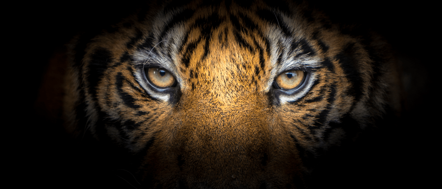 Cushing Alumni Association — Once a Tiger, Always a Tiger